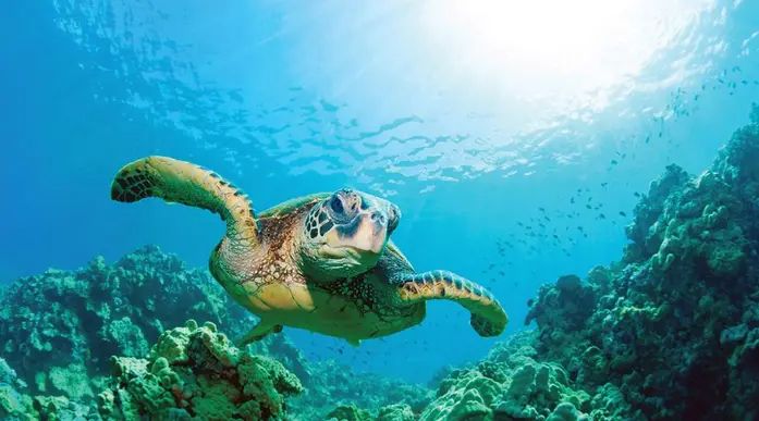 Sea Turtle, Galapagos Islands Expedition Cruise, wildlife